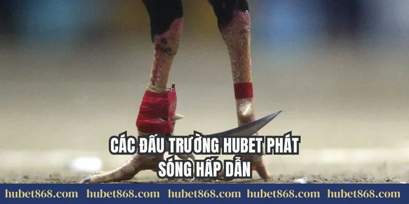 Các đấu trường Hubet phát sóng hấp dẫn