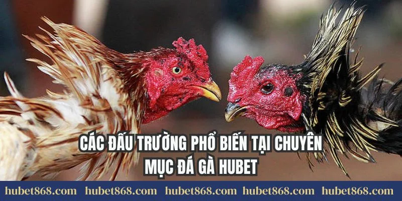 Các đấu trường phổ biến gồm chuyên mục đá gà Hubet