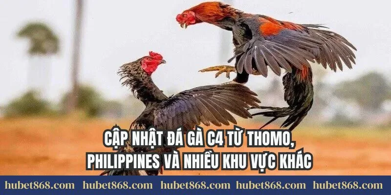 Cập nhật đá gà C4 từ Thomo, Philippines và nhiều khu vực khác