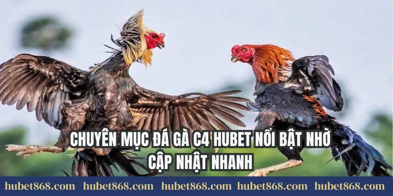 Chuyên mục đá gà C4 Hubet nổi bật nhờ cập nhật nhanh