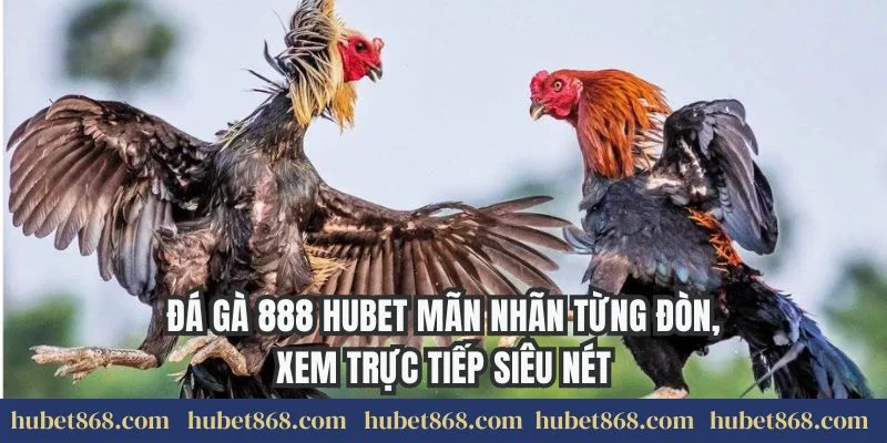 Đá Gà 888 Hubet Mãn Nhãn Từng Đòn, Xem Trực Tiếp Siêu Nét