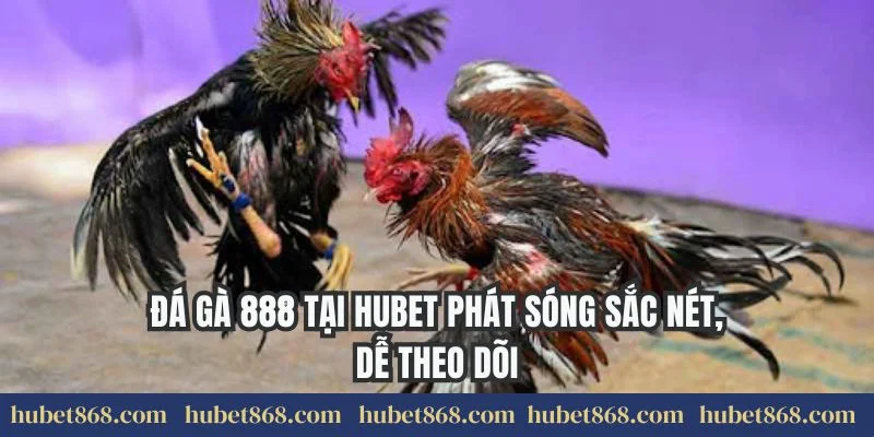 Đá gà 888 tại Hubet phát sóng sắc nét, dễ theo dõi