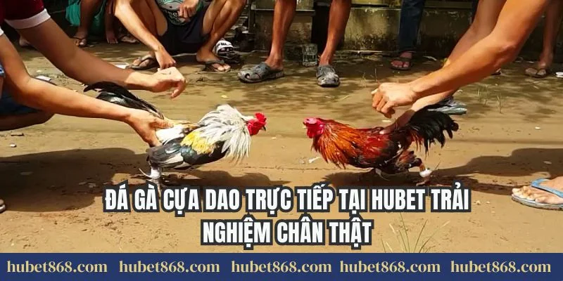 Đá gà cựa dao trực tiếp tại Hubet trải nghiệm chân thật