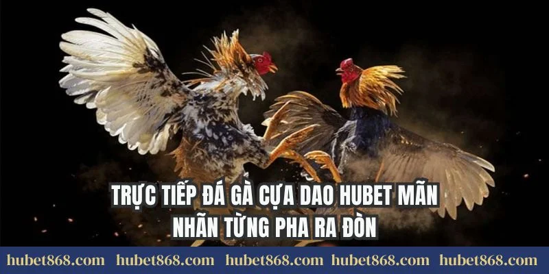 Trực Tiếp Đá Gà Cựa Dao Hubet Mãn Nhãn Từng Pha Ra Đòn