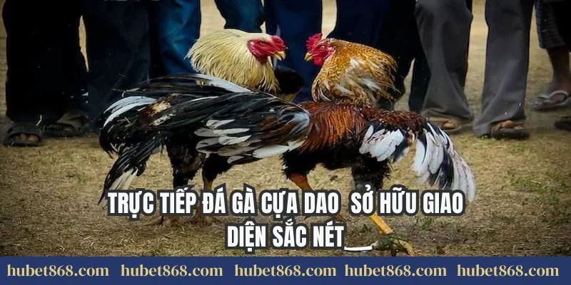 Trực tiếp đá gà cựa dao sở hữu giao diện sắc nét
